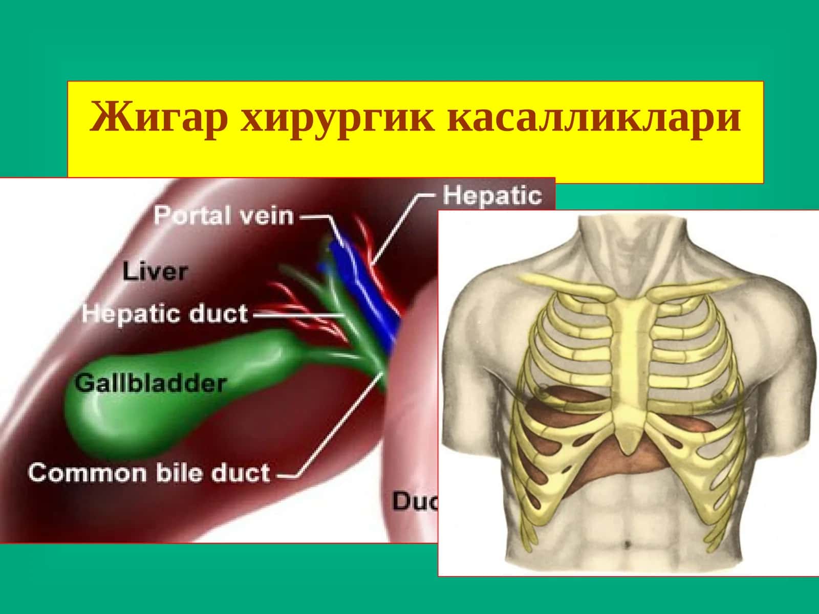 Жигархирургиккасалликлари 1