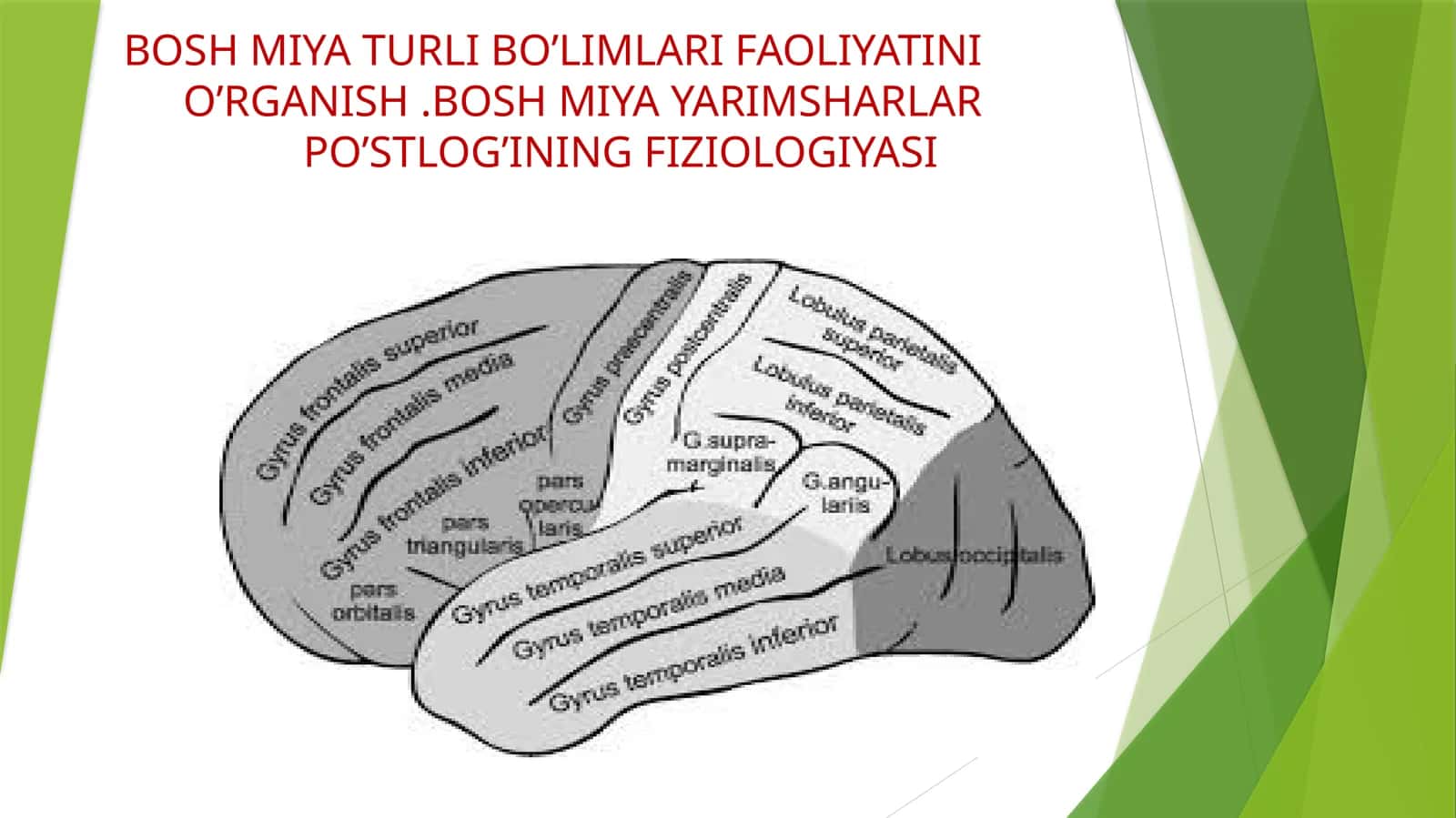 BOSH MIYA TURLI BO’LIMLARI FAOLIYATINI O’RGANISH .BOSH MIYA YARIMSHARLAR PO’STLOG’INING FIZIOLOGIYASI 1