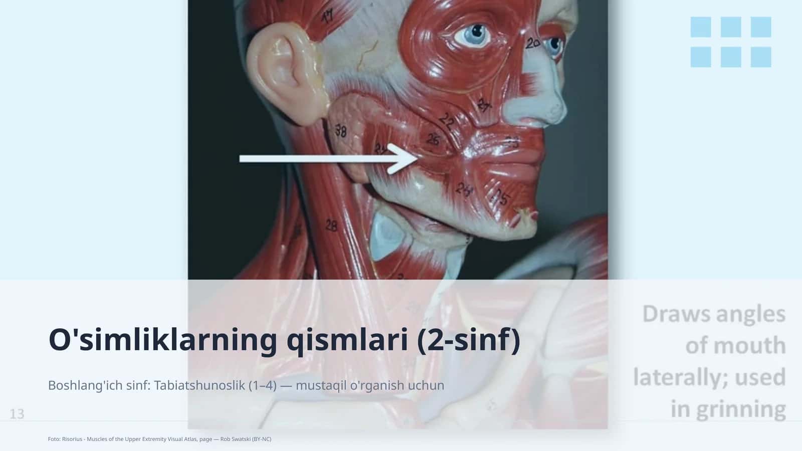 O'simliklarning qismlari (2-sinf) 1