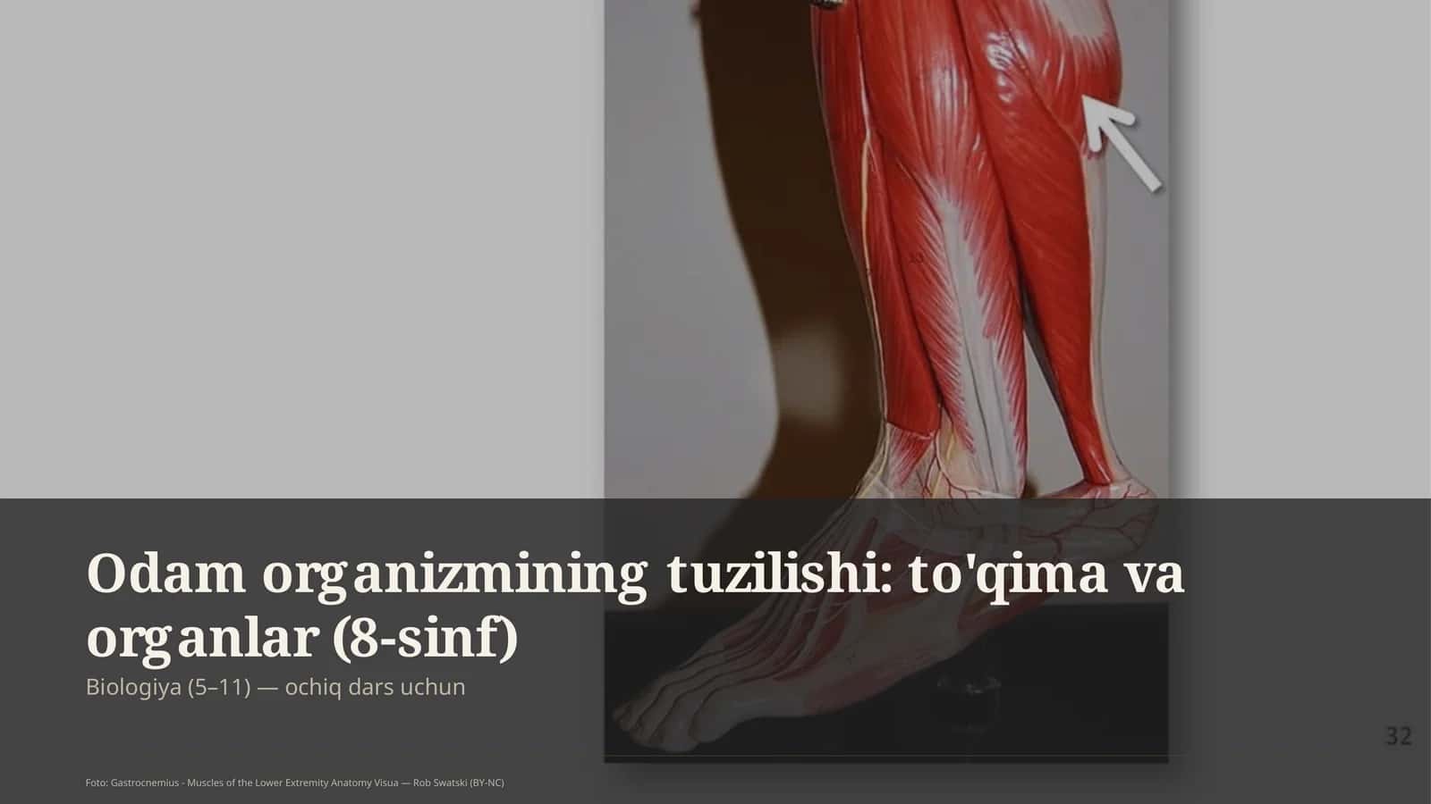 Odam organizmining tuzilishi: to'qima va organlar (8-sinf) 1