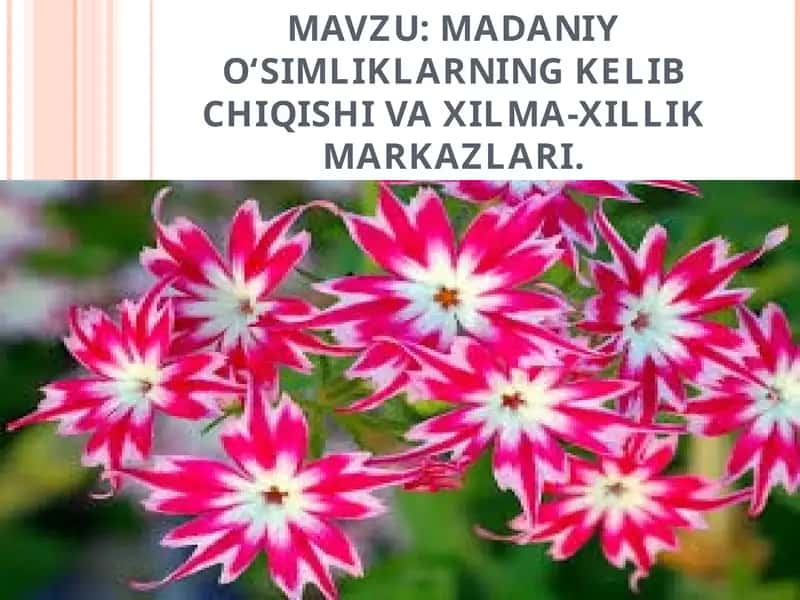 MADANIY O‘SIMLIKLARNING KELIB CHIQISHI VA XILMA-­XILLIK MARKAZLARI 1