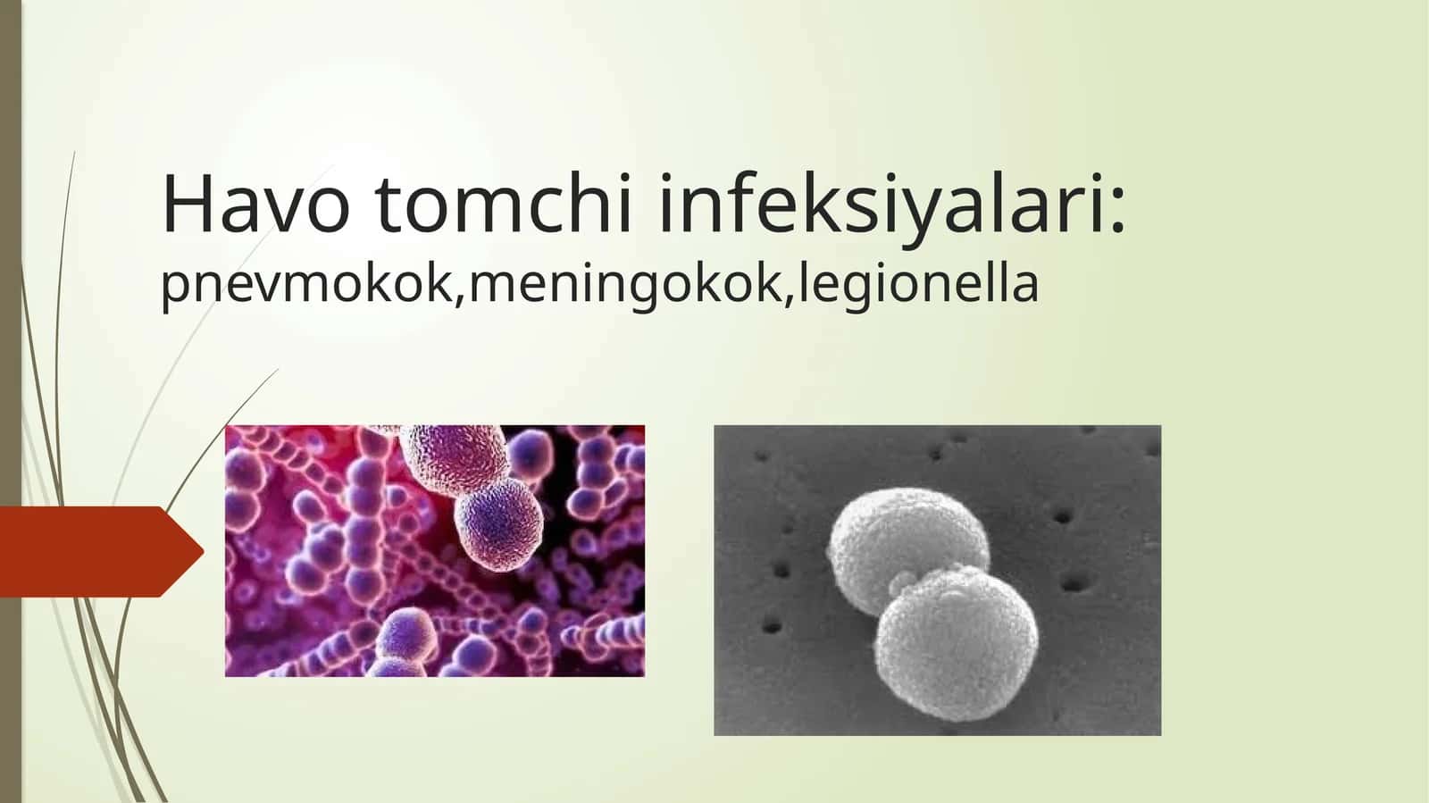 Havotomchi infeksiyalari: pnevmokok, meningokok, legionella 1