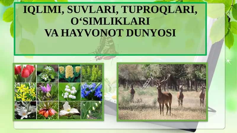 IQLIMI, SUVLARI, TUPROQLARI, O‘SIMLIKLARIVA HAYVONOT DUNYOSI 1