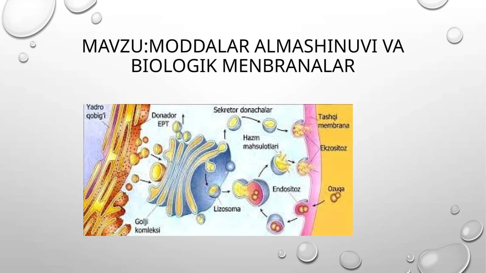 Moddalar almashinuvi biologik membranalar 1