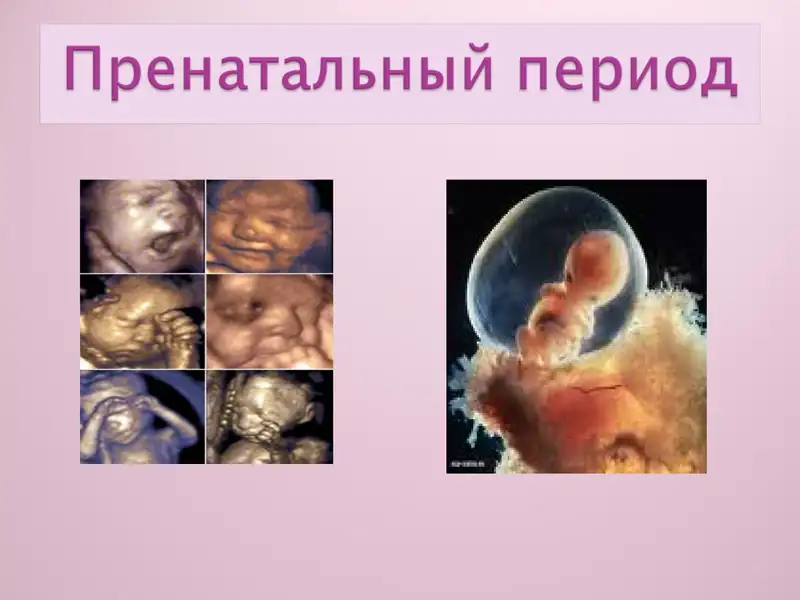 презентация на тему : Пренатальный период 1