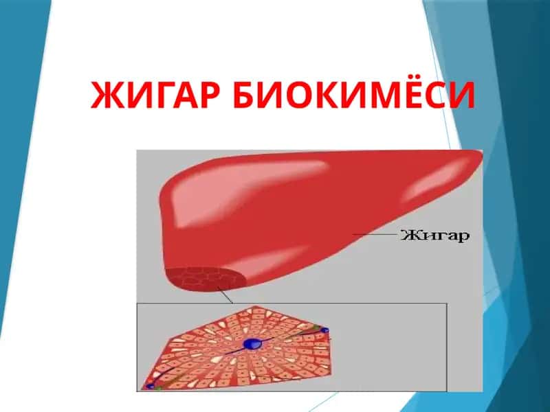Жигар биохимёси 1