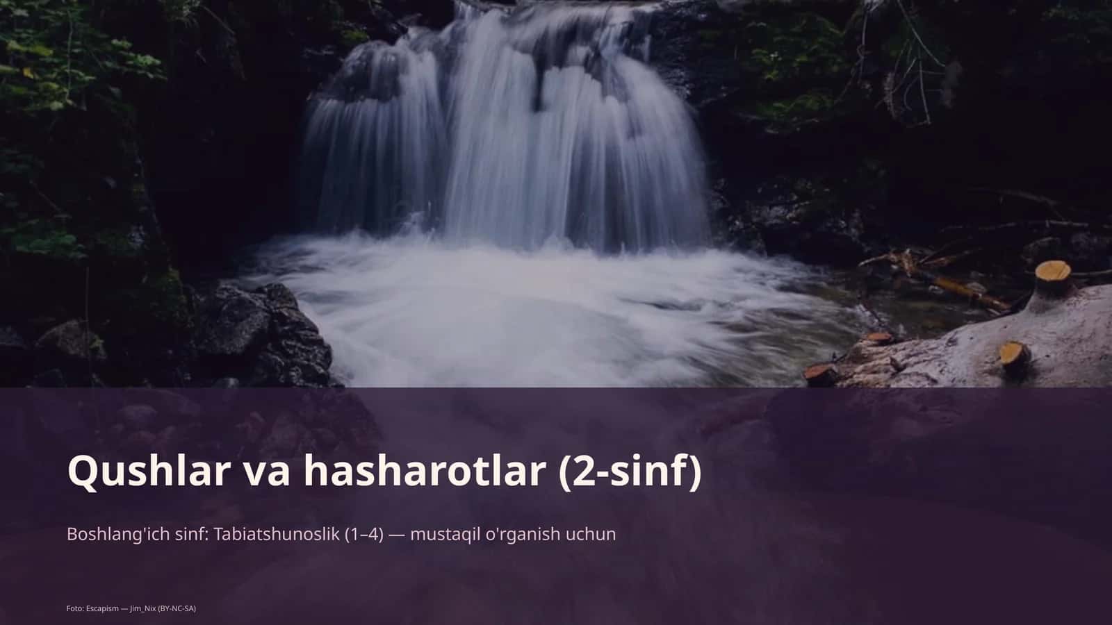 Qushlar va hasharotlar (2-sinf) 1