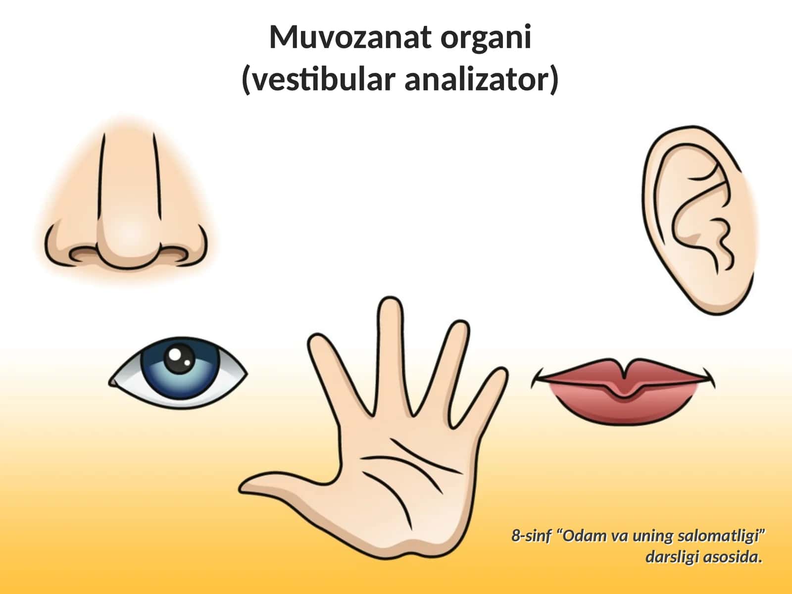 Muvozanat organi (vestibular analizator) 1