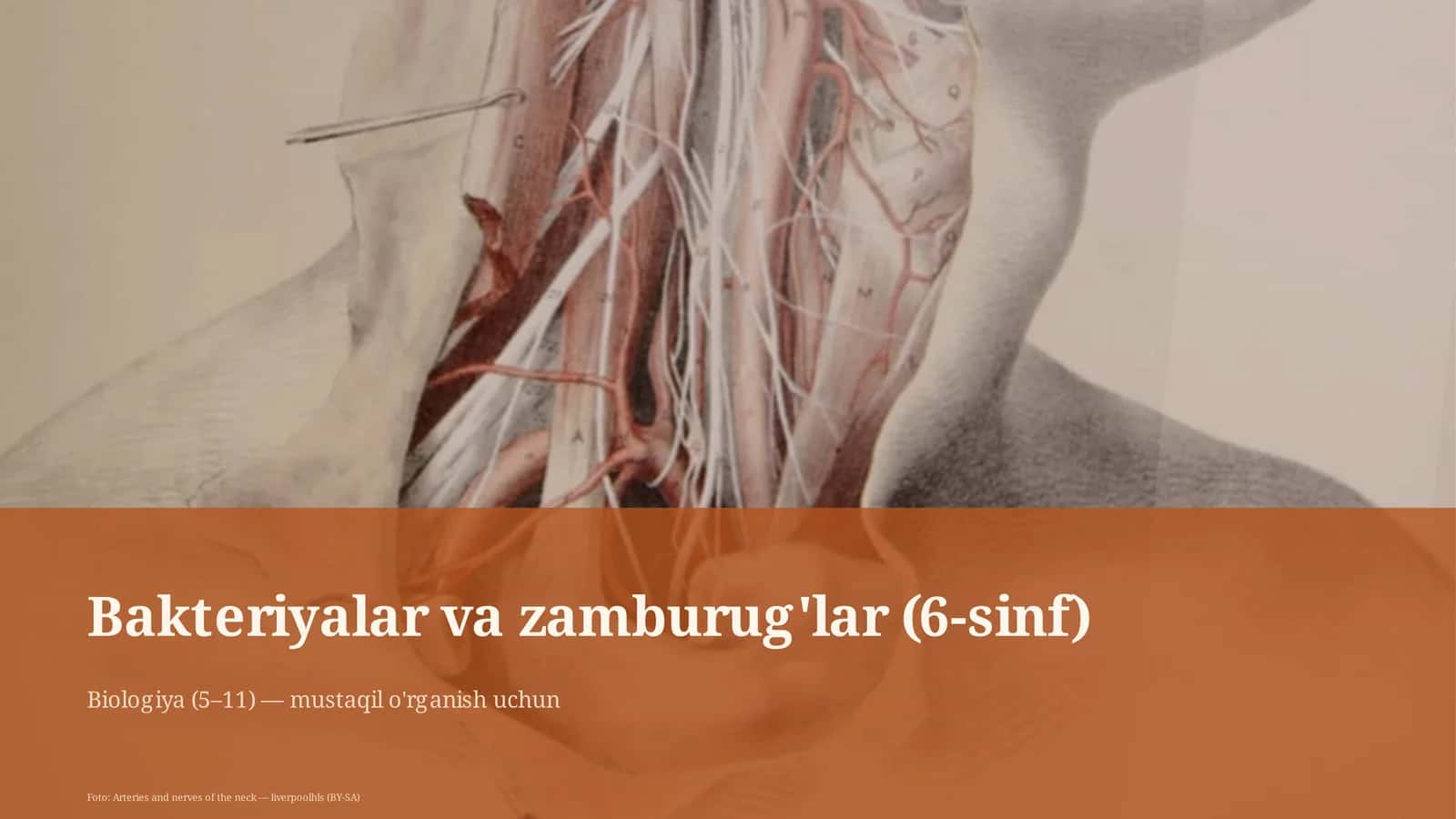 Bakteriyalar va zamburug'lar (6-sinf) 1