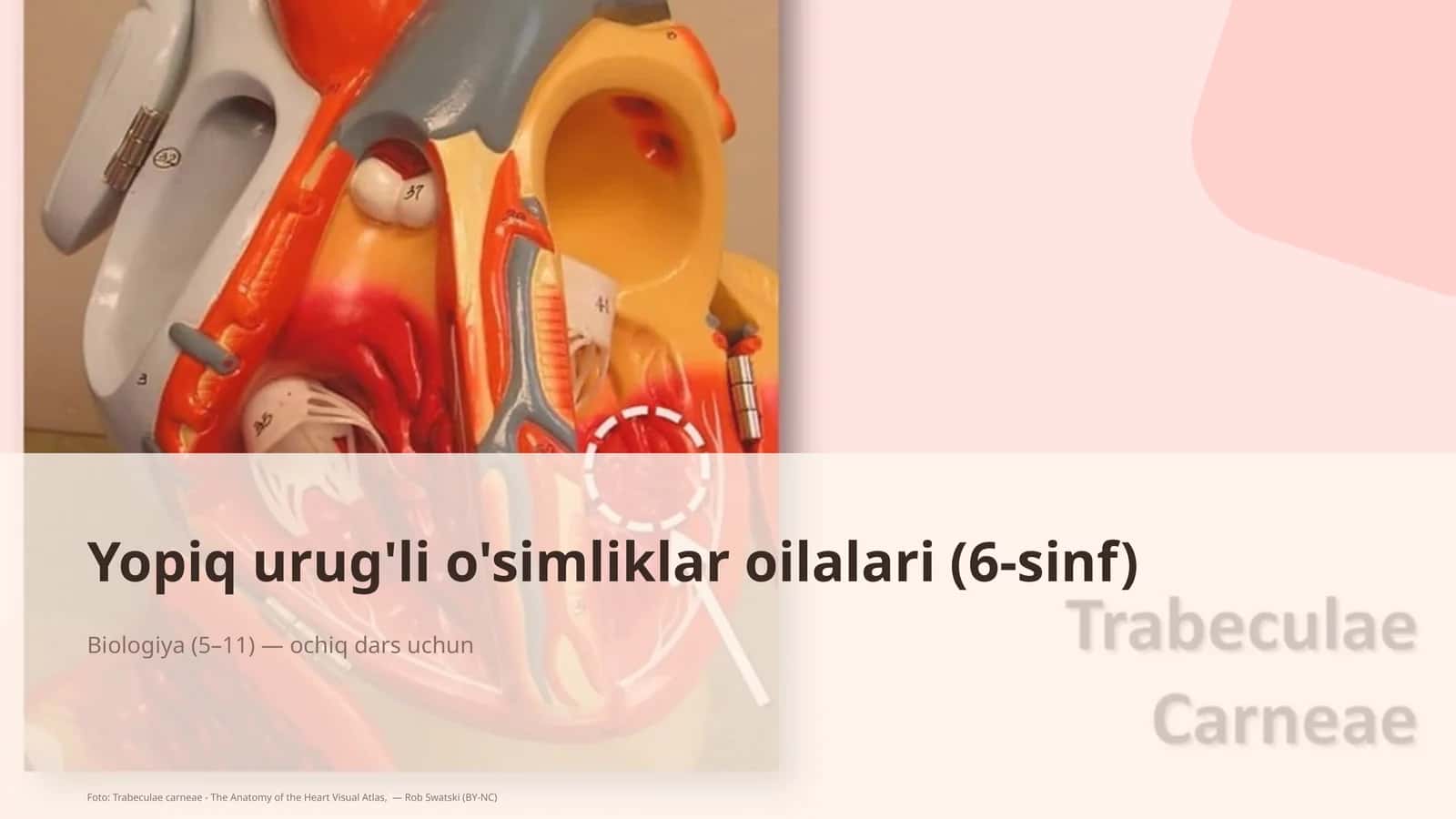 Yopiq urug'li o'simliklar oilalari (6-sinf) 1