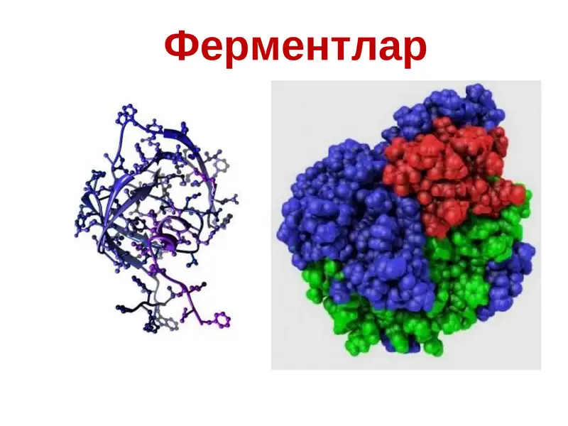 Ферментлар 1