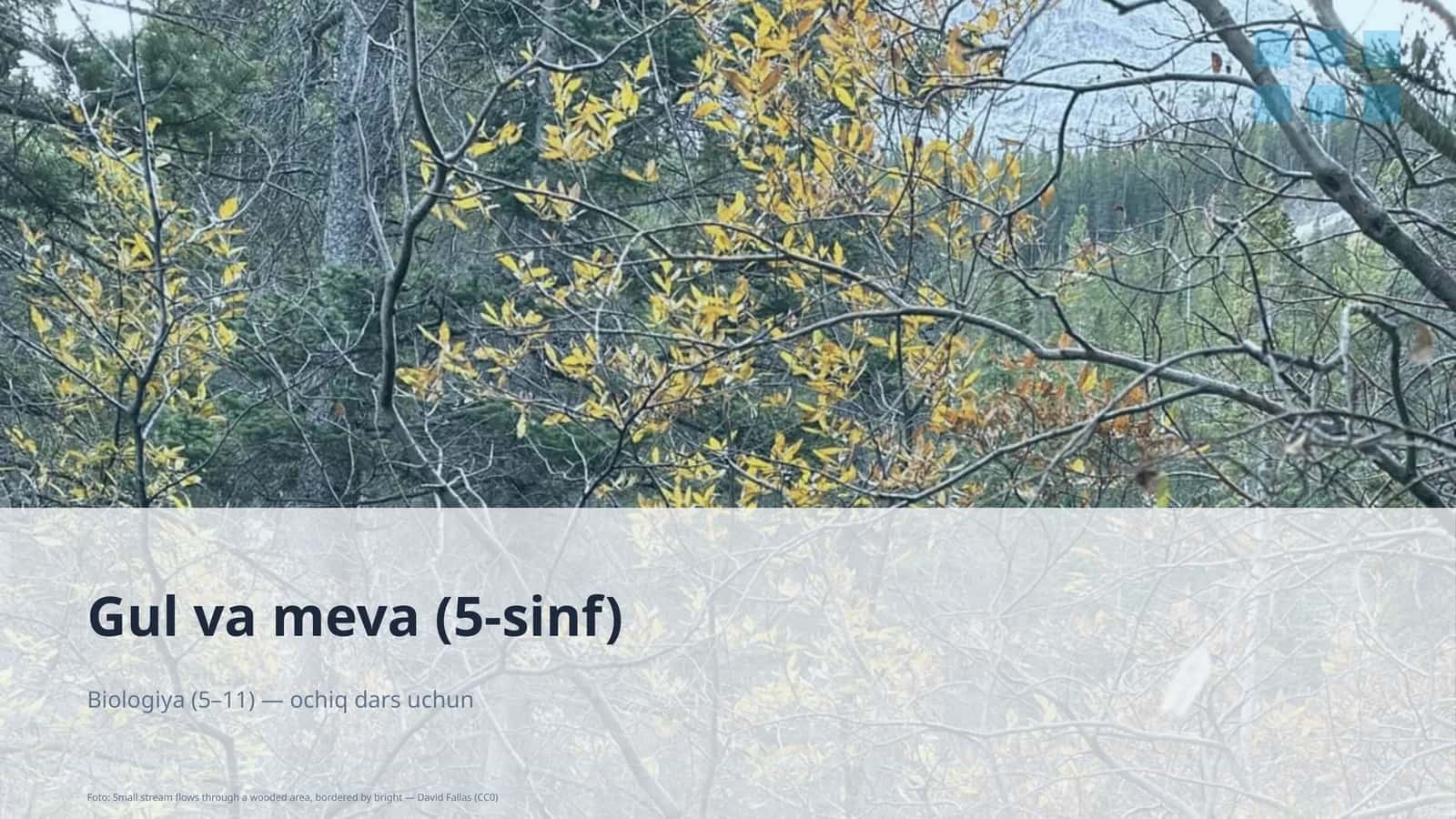 Gul va meva (5-sinf) 1