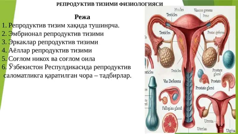 Репродуктив тизими физиологияси 1