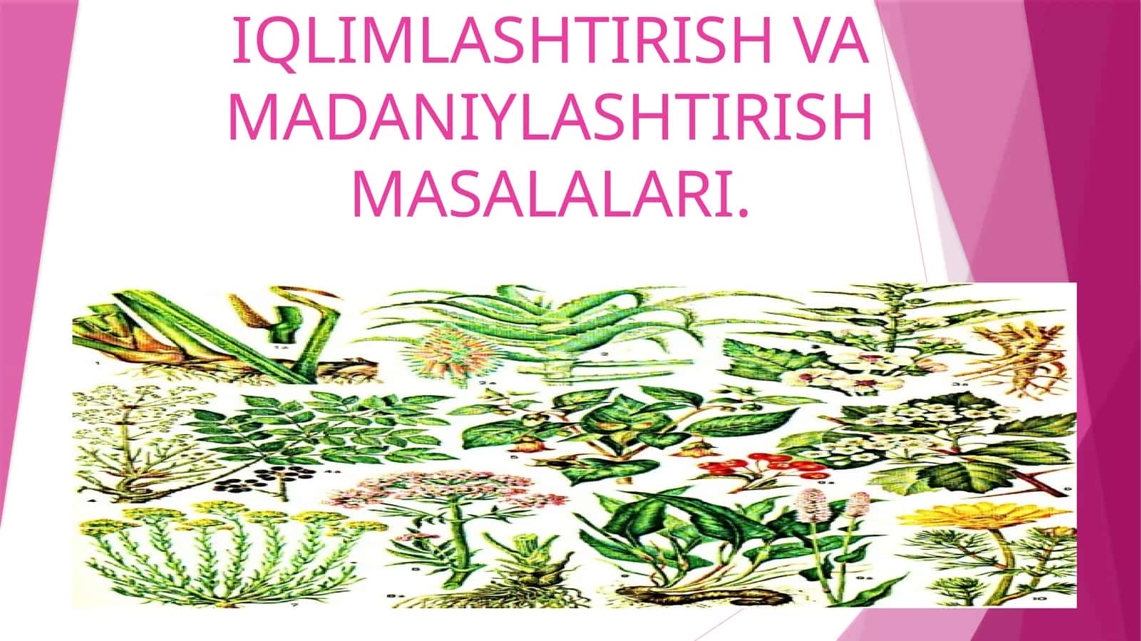 O‘zbekiston florasi 1