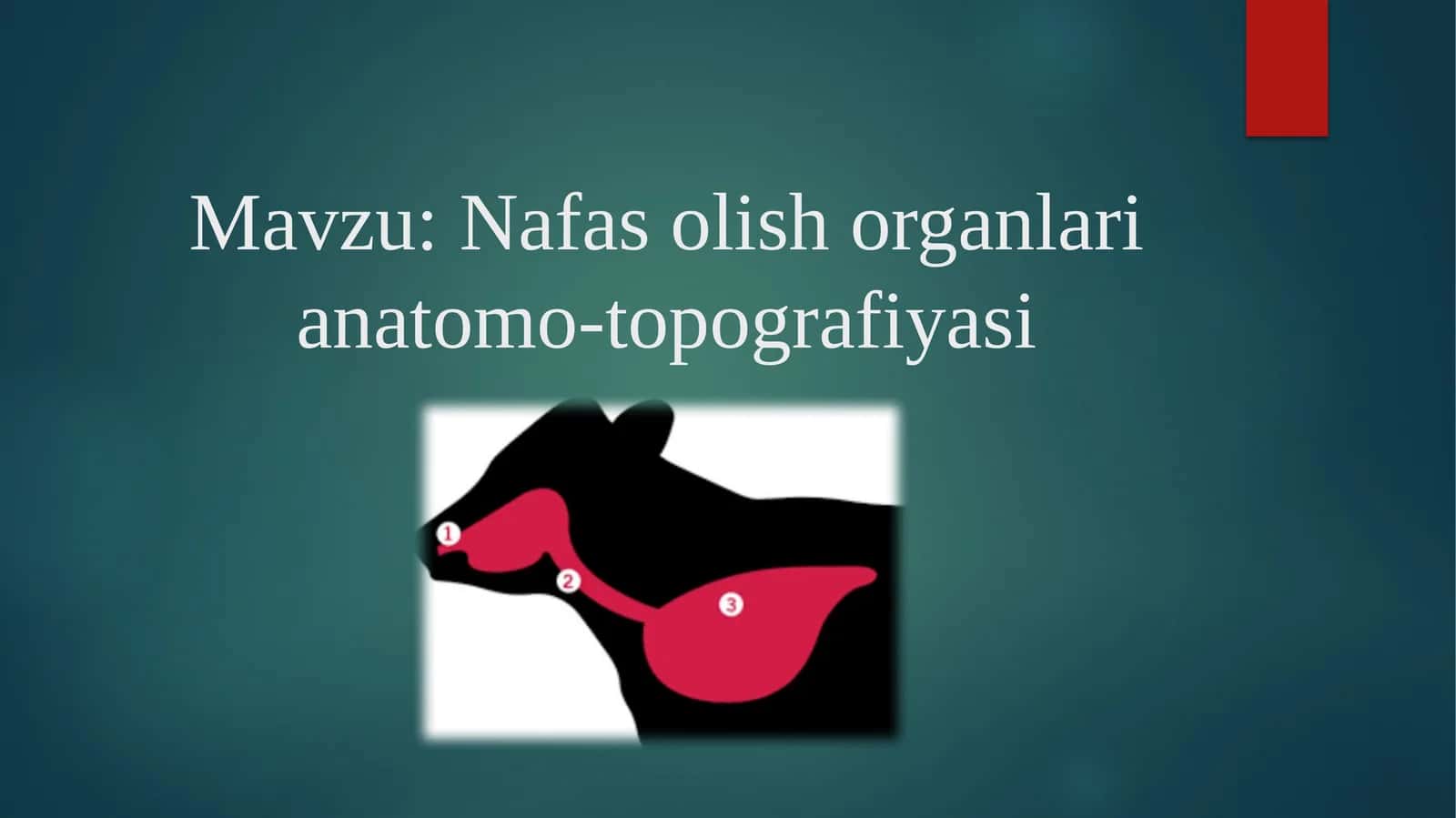 Nafas olish organlari anatomo-topografiyasi 1