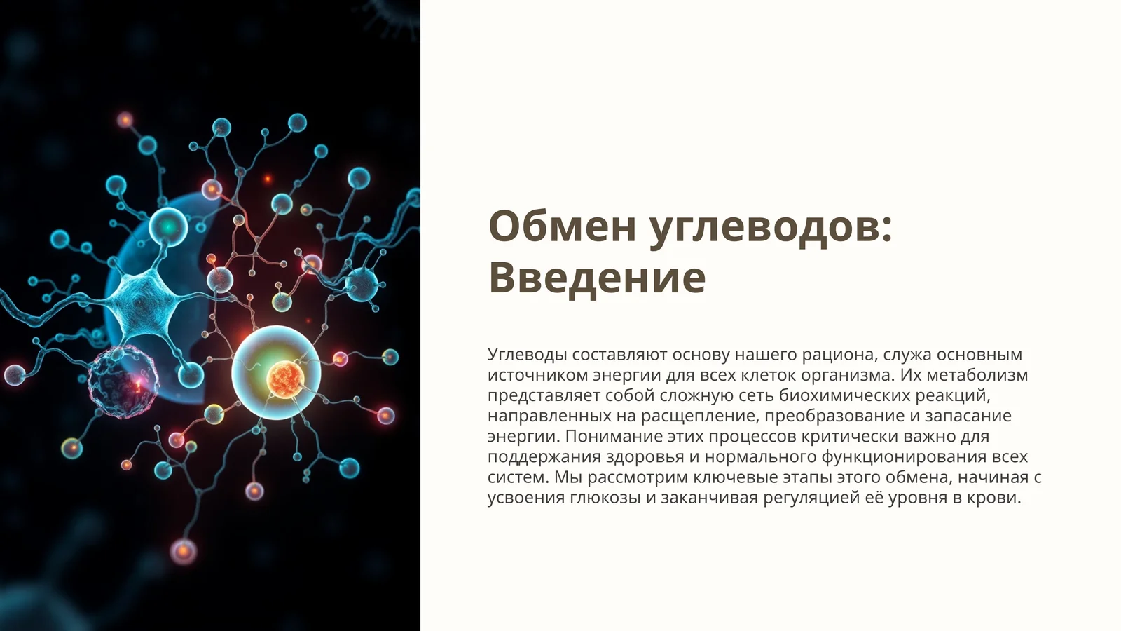 Обмен углеводов: Введение 1