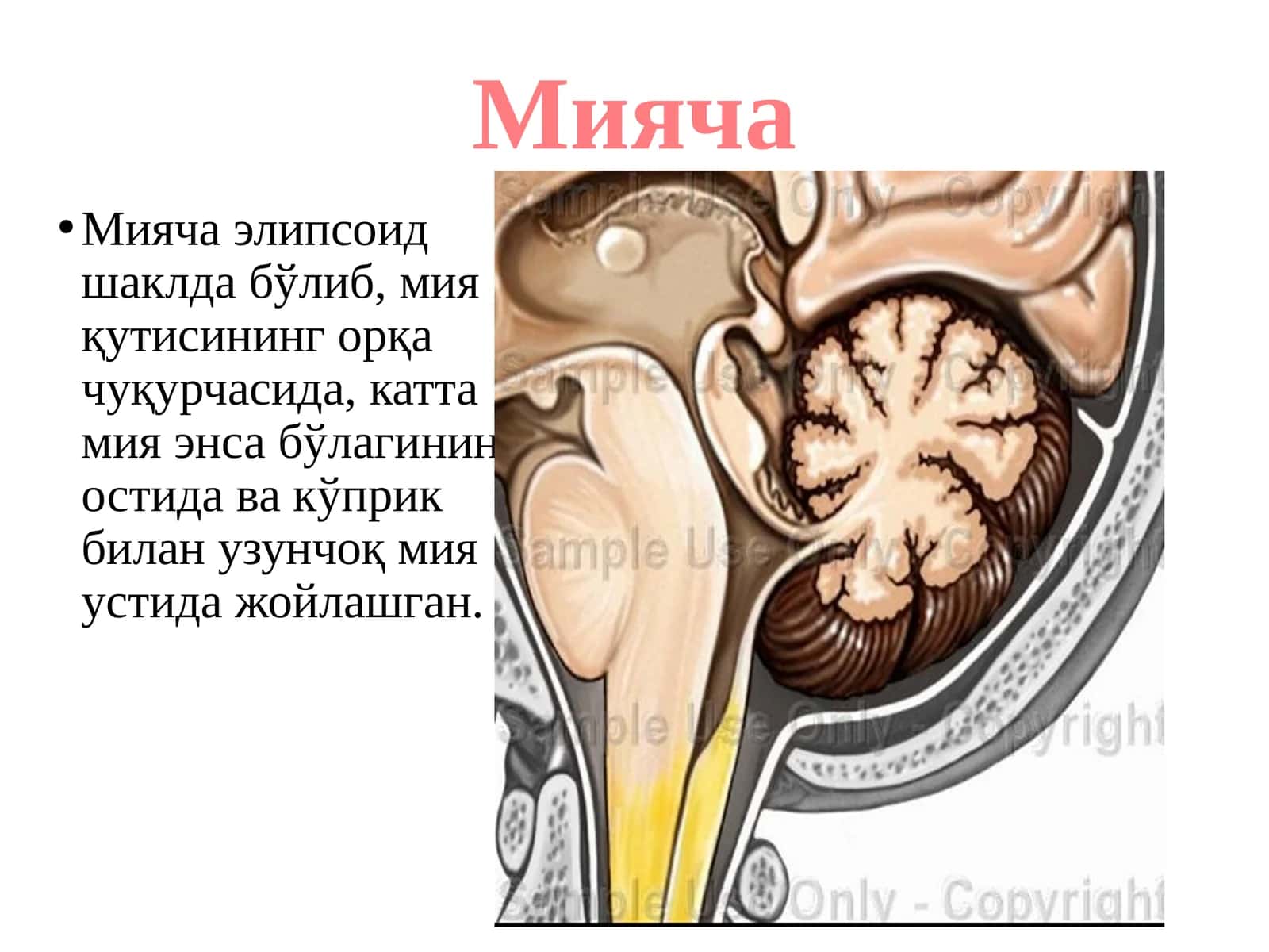 MIYACHA 1