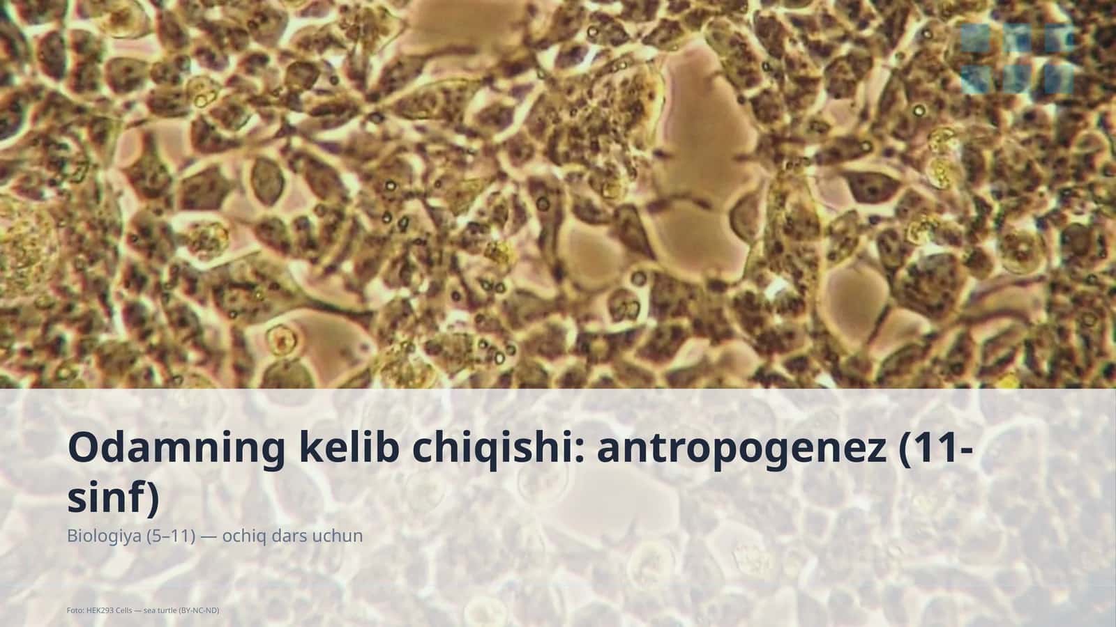 Odamning kelib chiqishi: antropogenez (11-sinf) 1