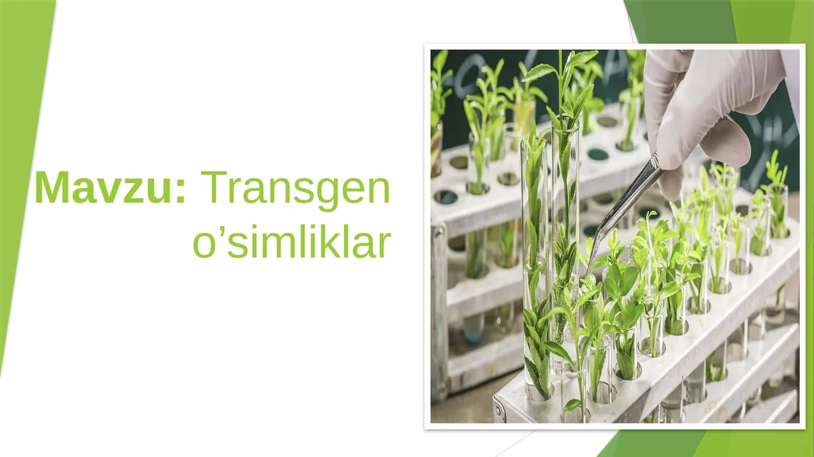 Trangen O'simliklar 1