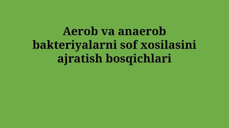 Aerob va anaerob bakteriyalarni sof xosilasini ajratish bosqichlari 1