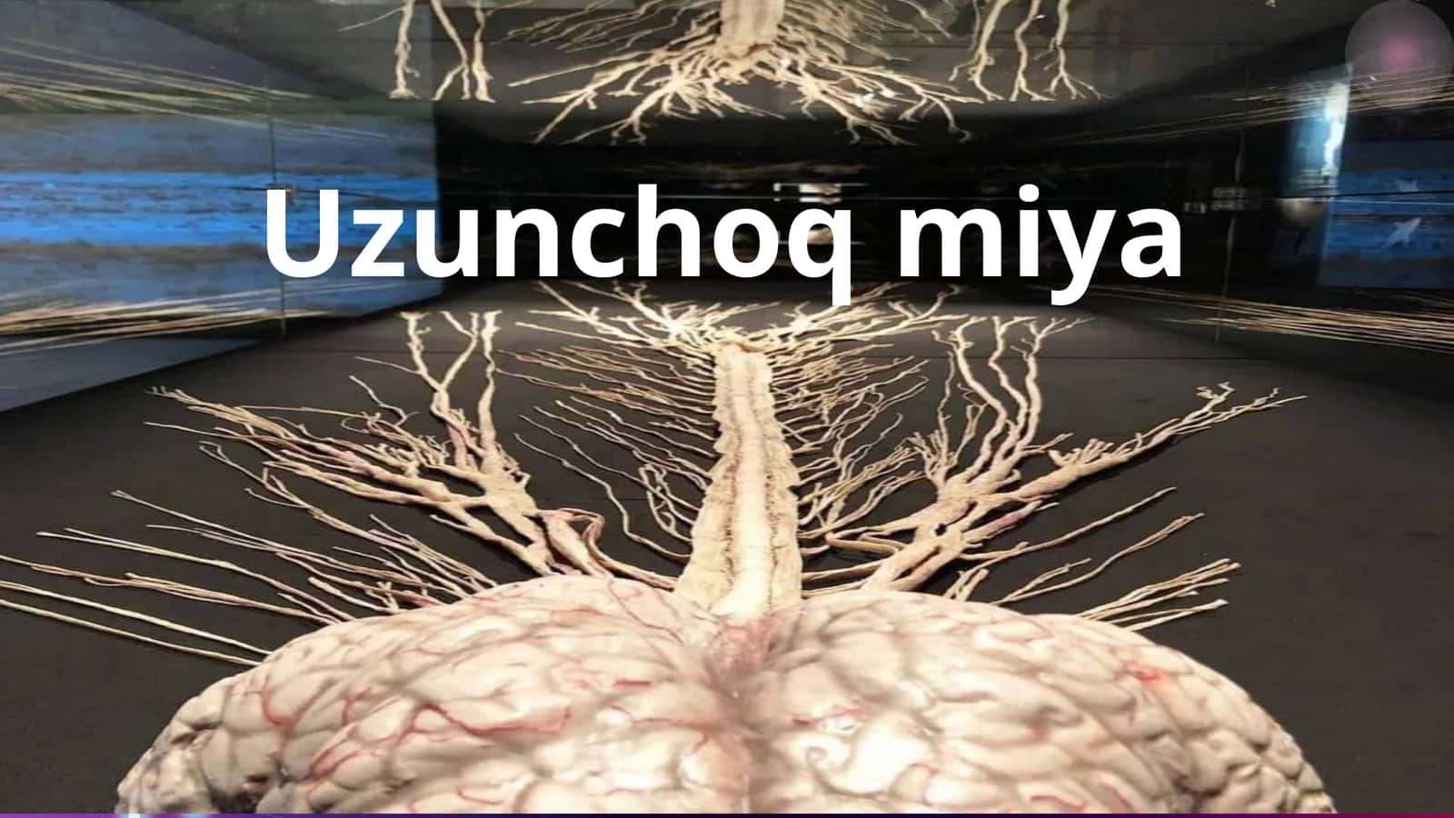 Uzunchoq miya 1