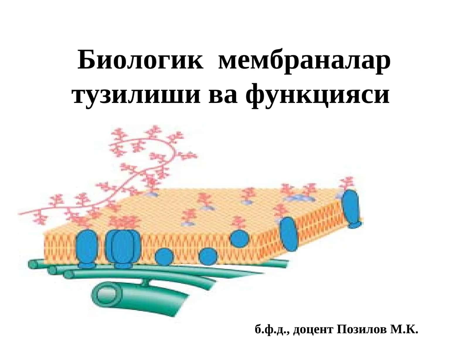Биологик мембраналартузилиши ва функцияси 1
