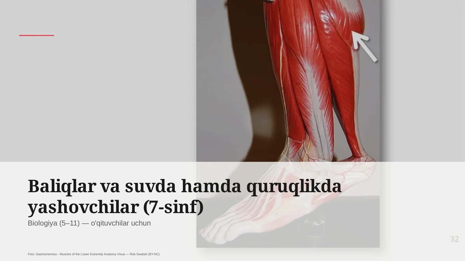 Baliqlar va suvda hamda quruqlikda yashovchilar (7-sinf) 1