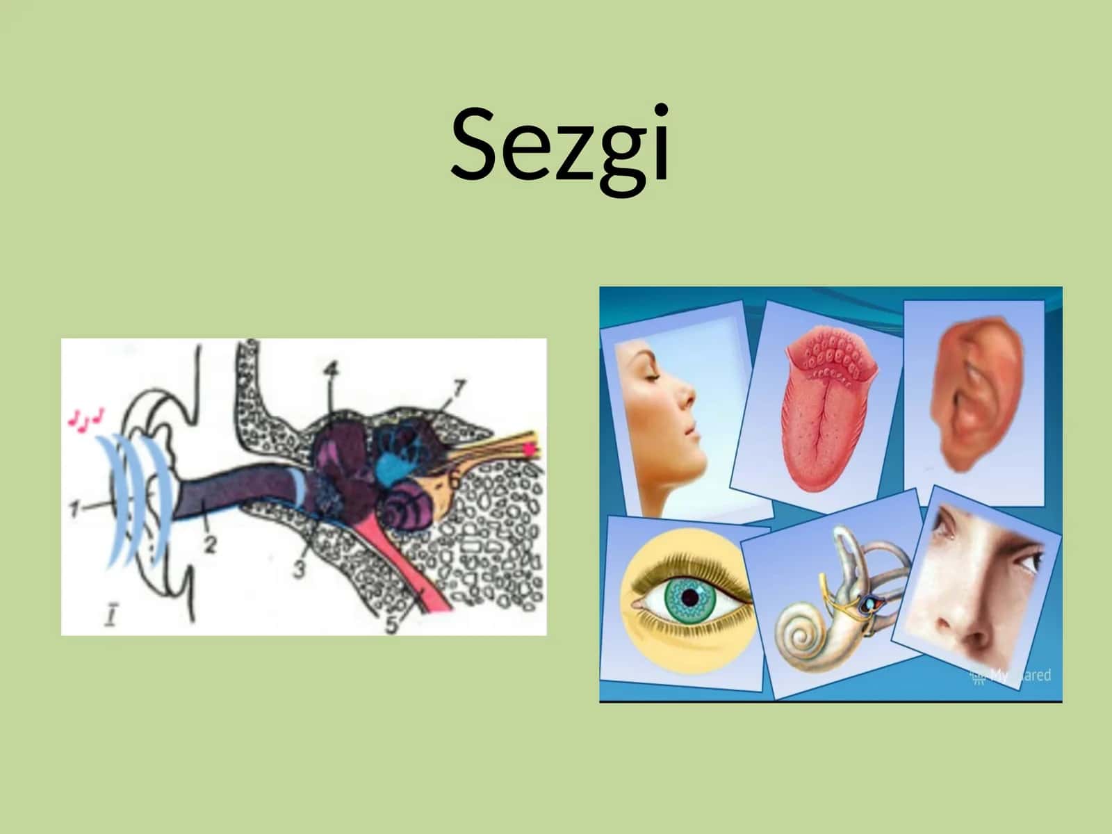 Sezgi 1