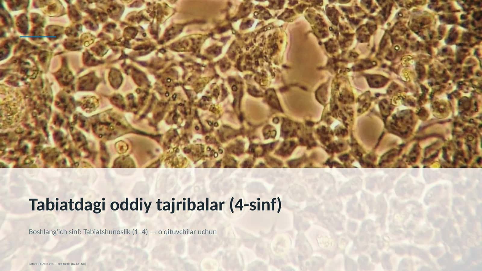 Tabiatdagi oddiy tajribalar (4-sinf) 4