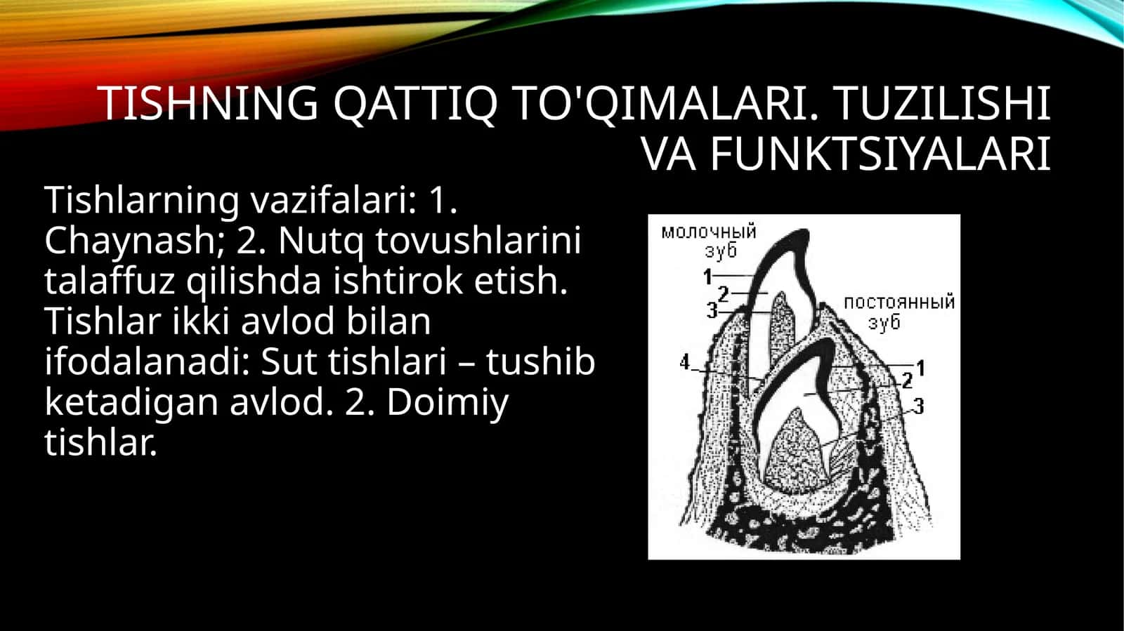 Tishning qattiq to'qimalari. Tuzilishi va funktsiyalari 1