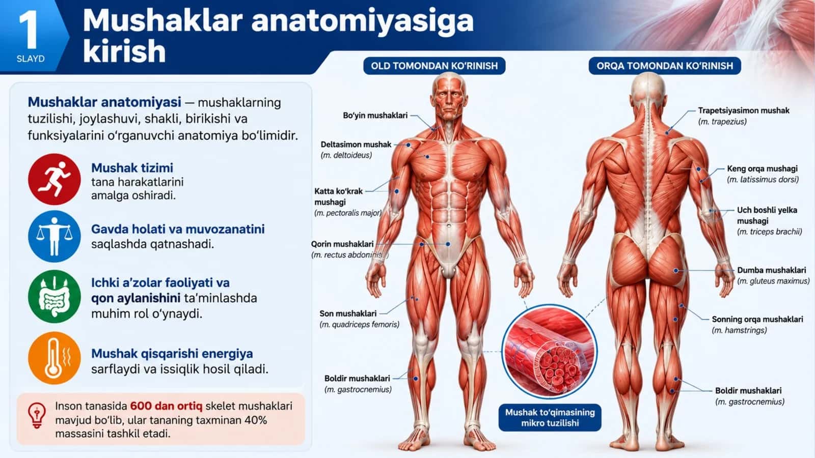 Mushaklar anatomiyasi — Professional taqdimot (16 slayd) 1