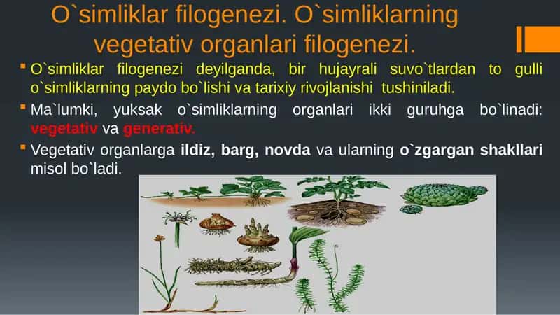 O`simliklar filogenezi. O`simliklarning vegetativ organlari filogenezi 1