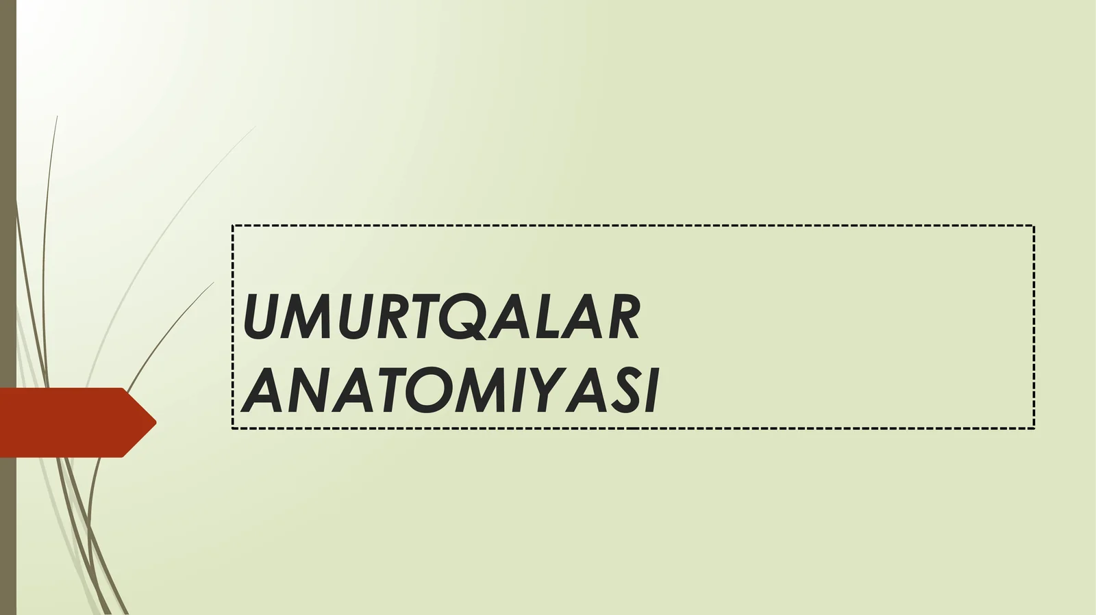 UMURTQALAR ANATOMIYASI 1