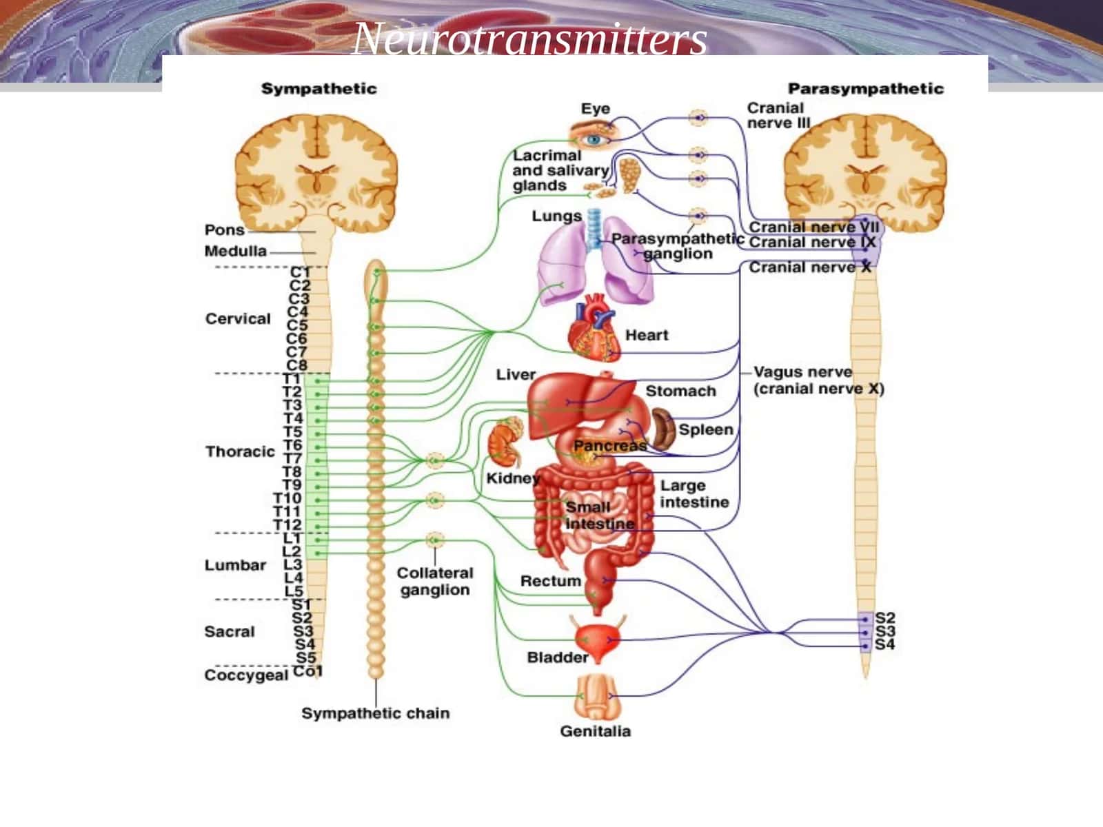 Neurotransmitters 1