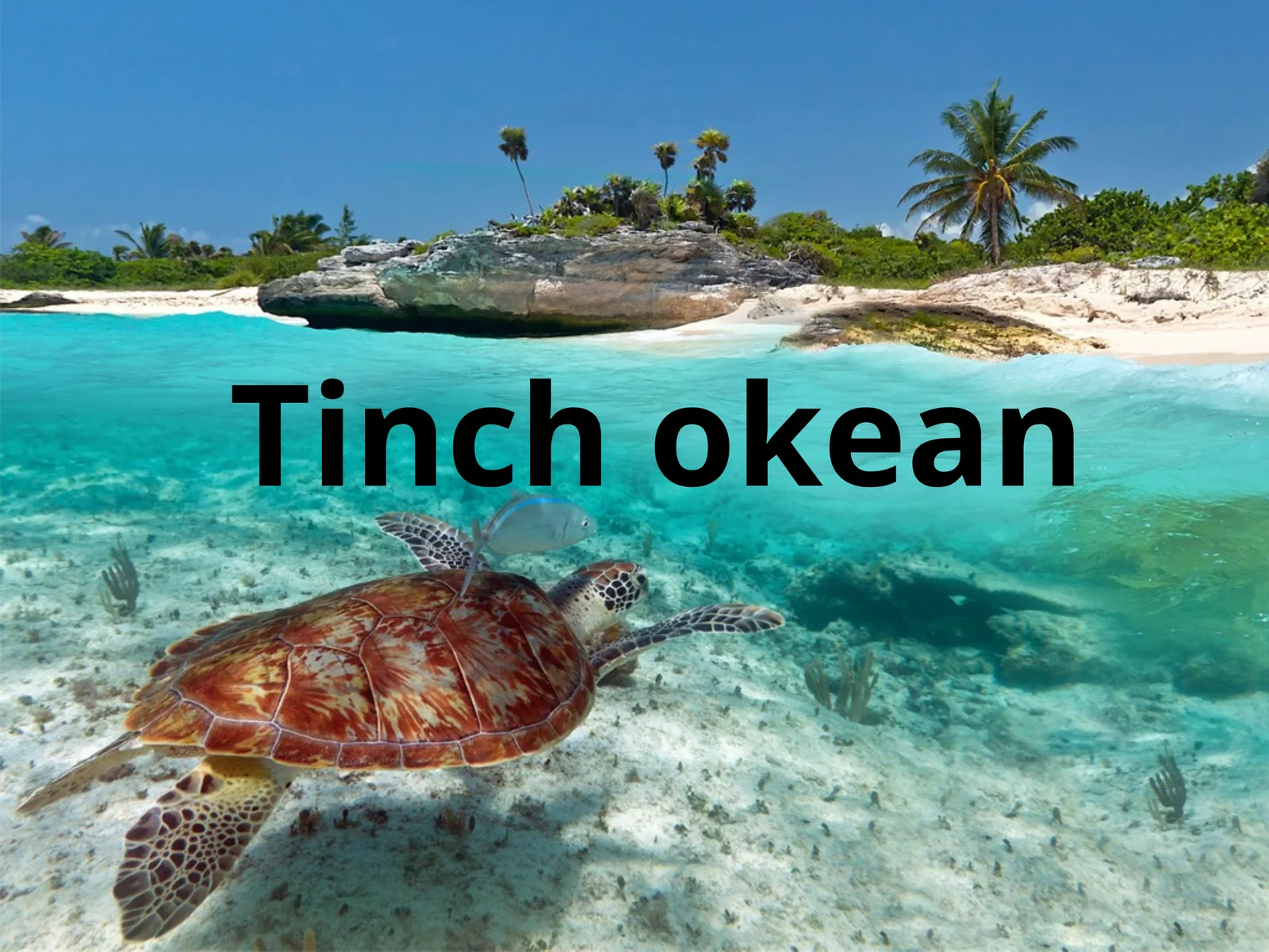 Tinch okean 1