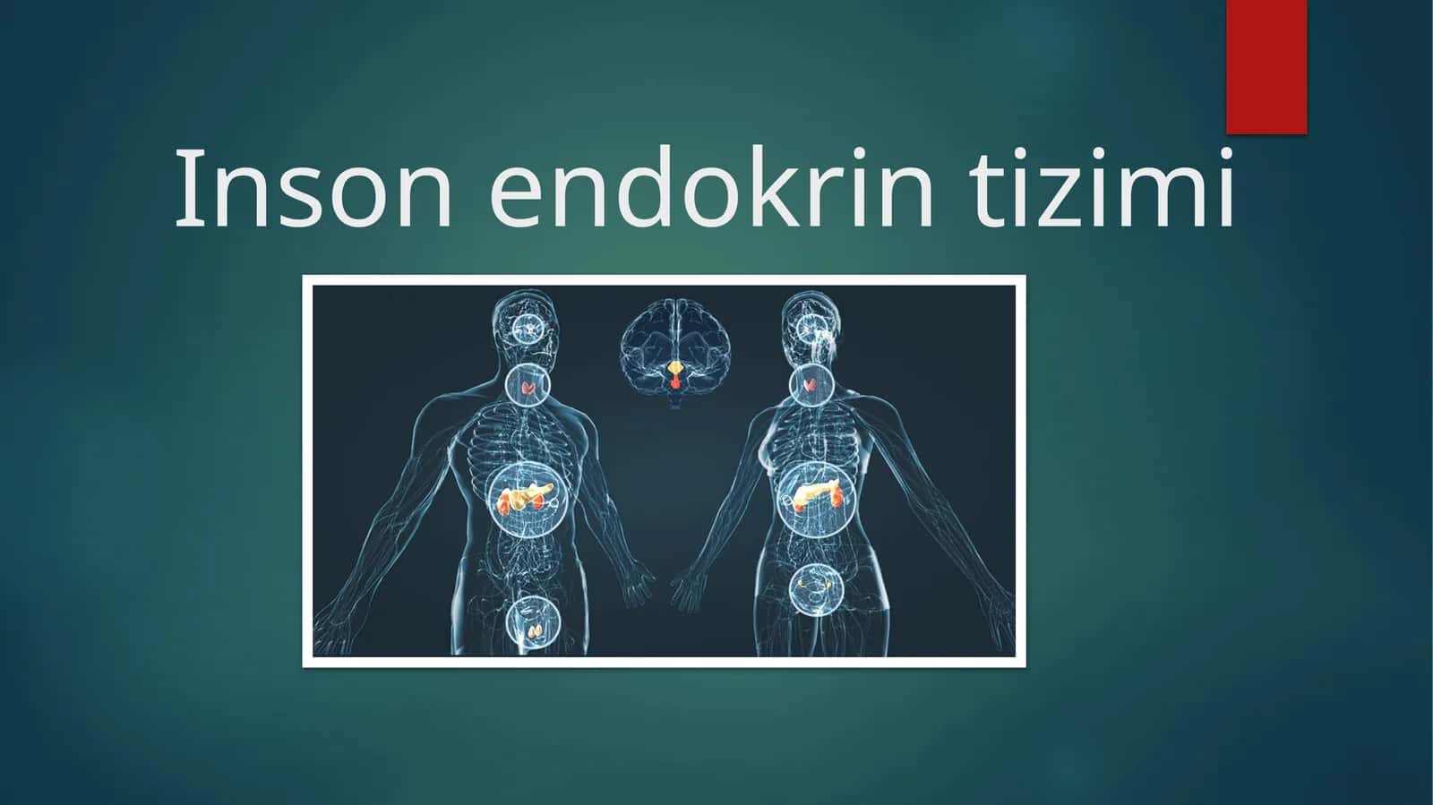 Inson endokrin tizimi 1