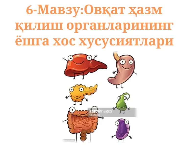 Овқат ҳазм қилиш органларининг ёшга хос хусусиятлари 1