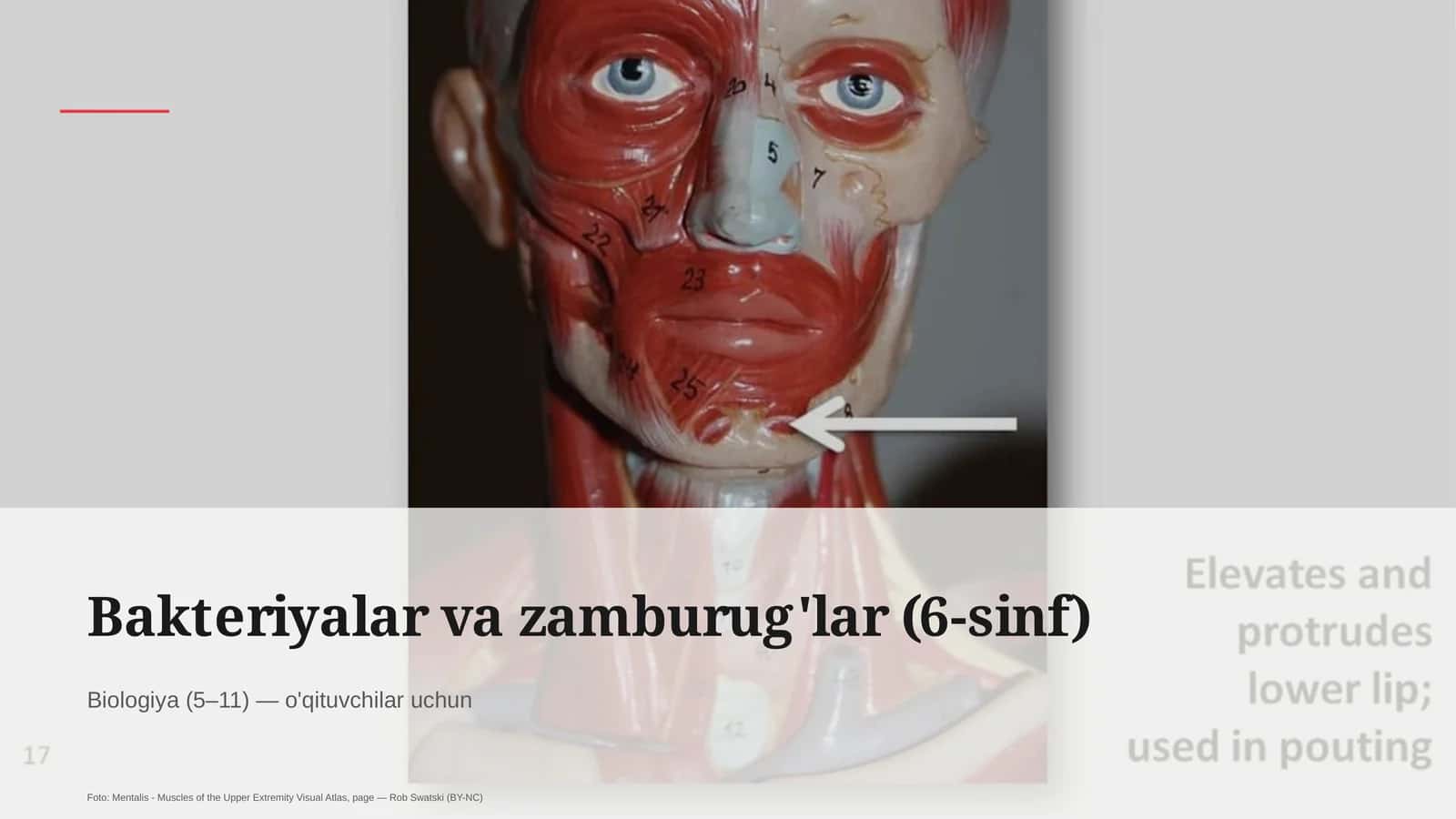 Bakteriyalar va zamburug'lar (6-sinf) 1