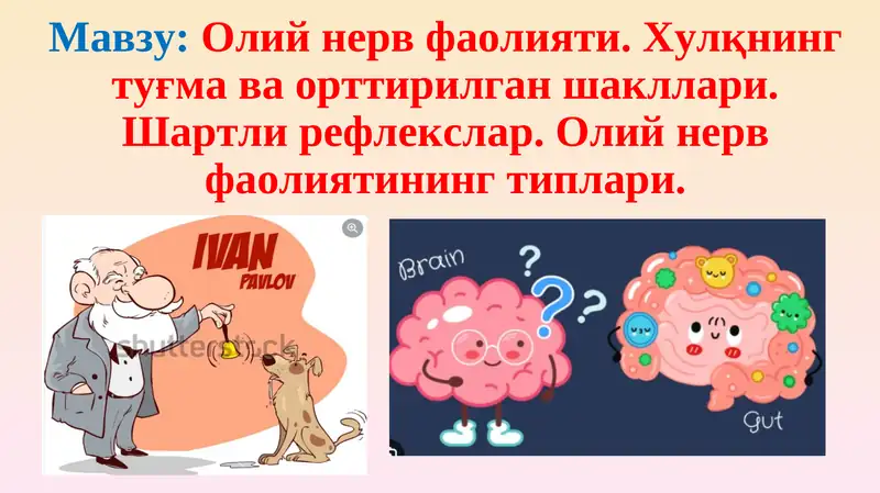 Олий нерв фаолияти 1