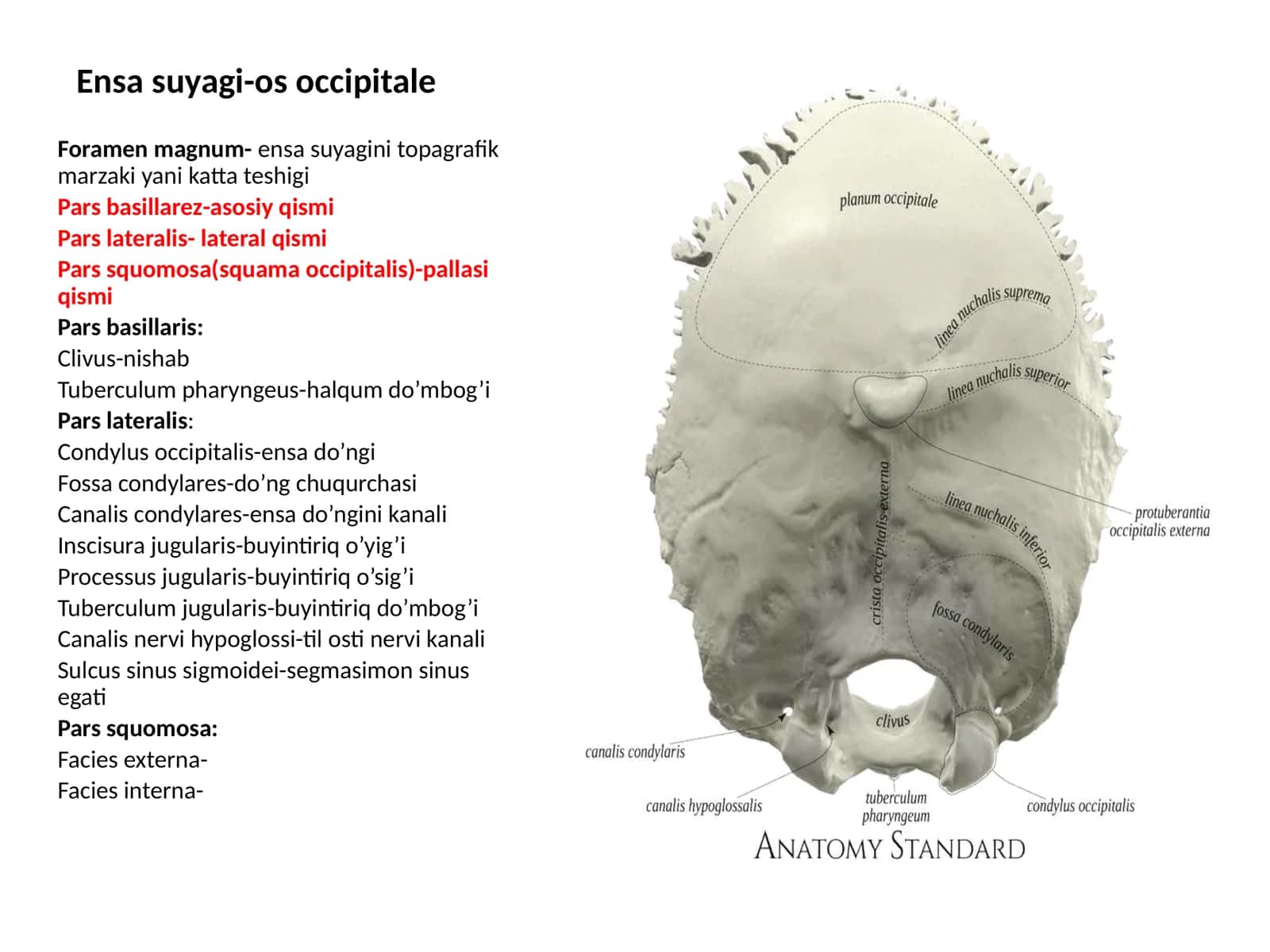 Ensasuyagi-osoccipitale 1