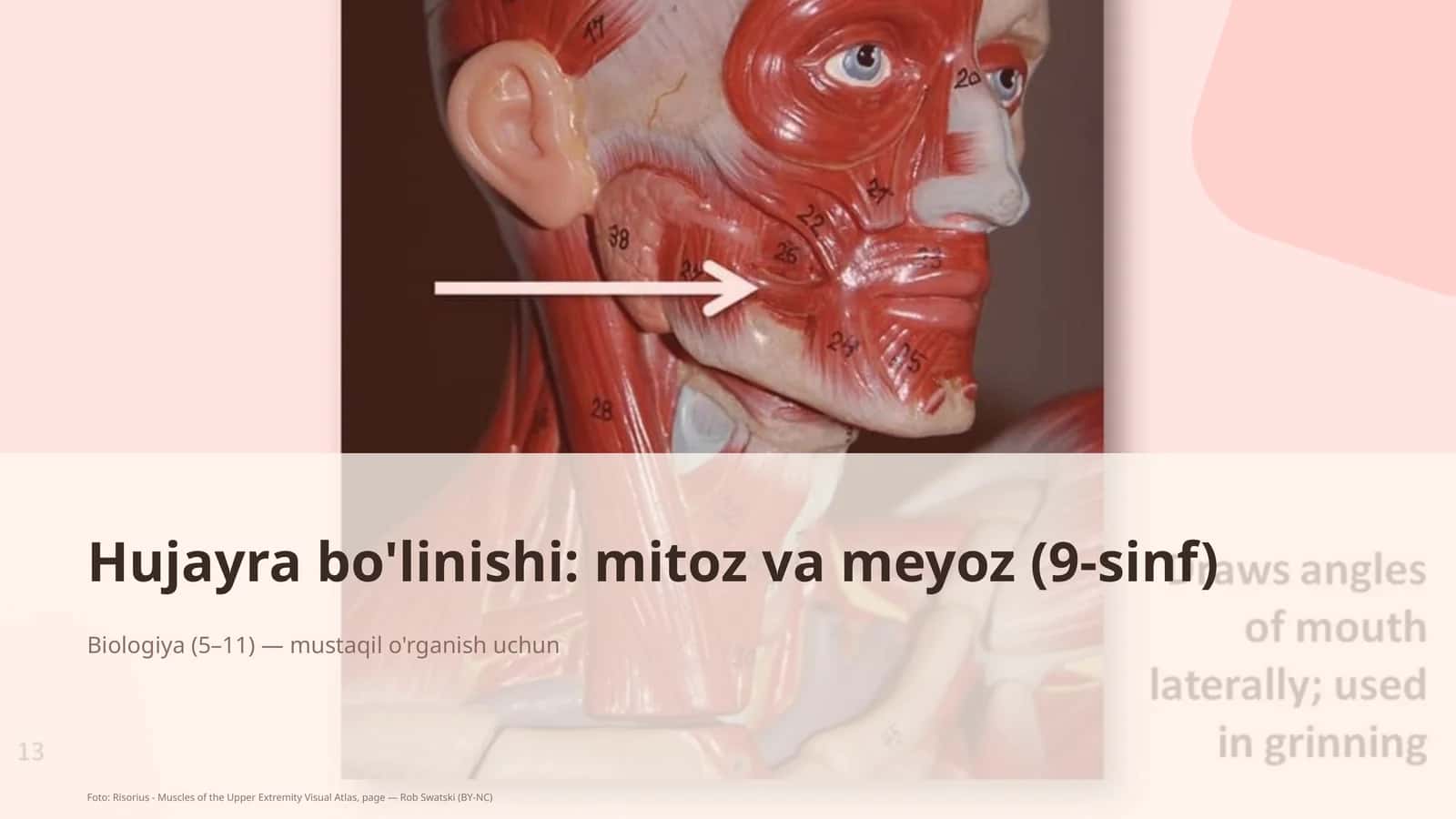 Hujayra bo'linishi: mitoz va meyoz (9-sinf) 1