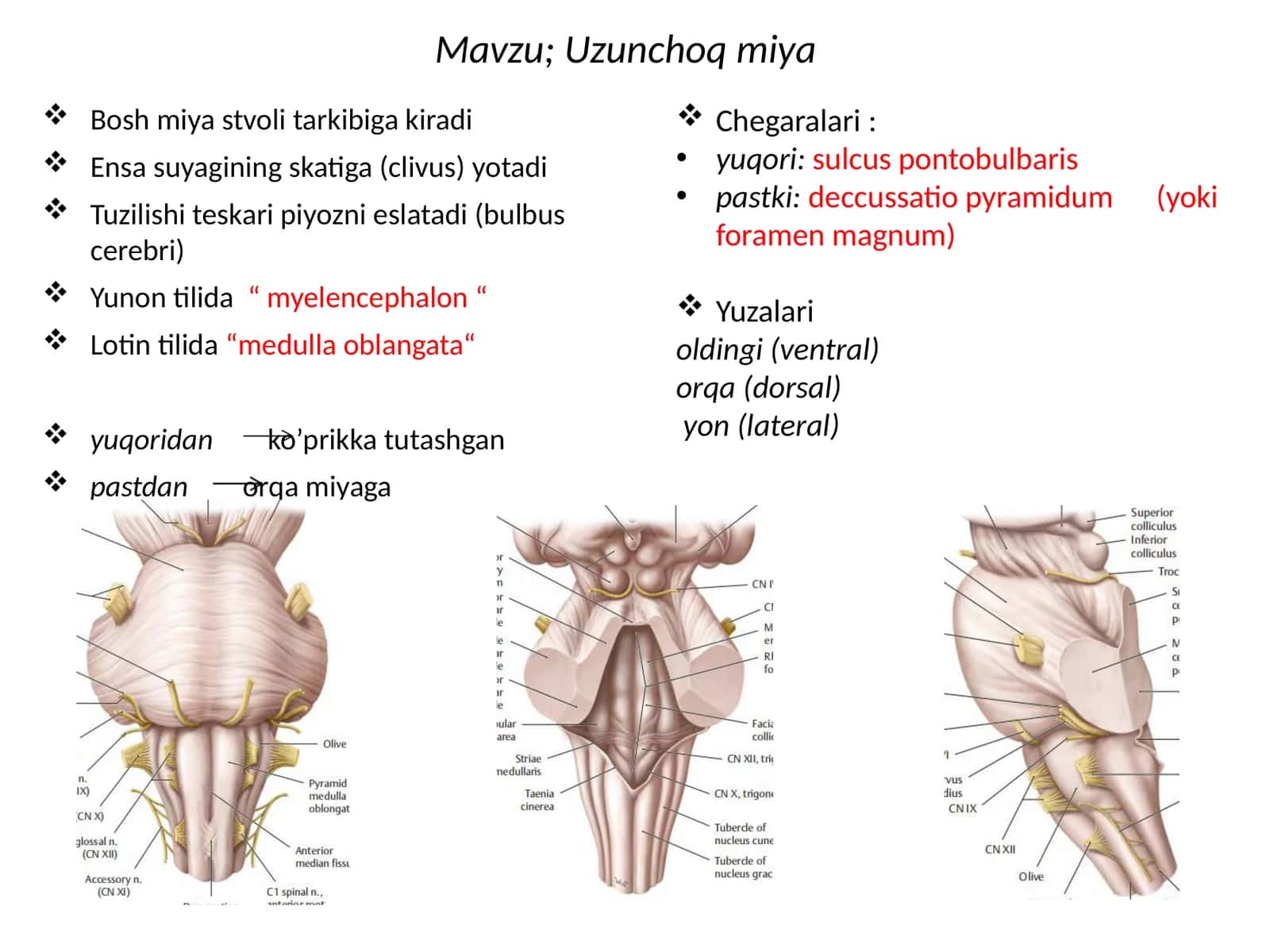 Uzunchoqmiya 1
