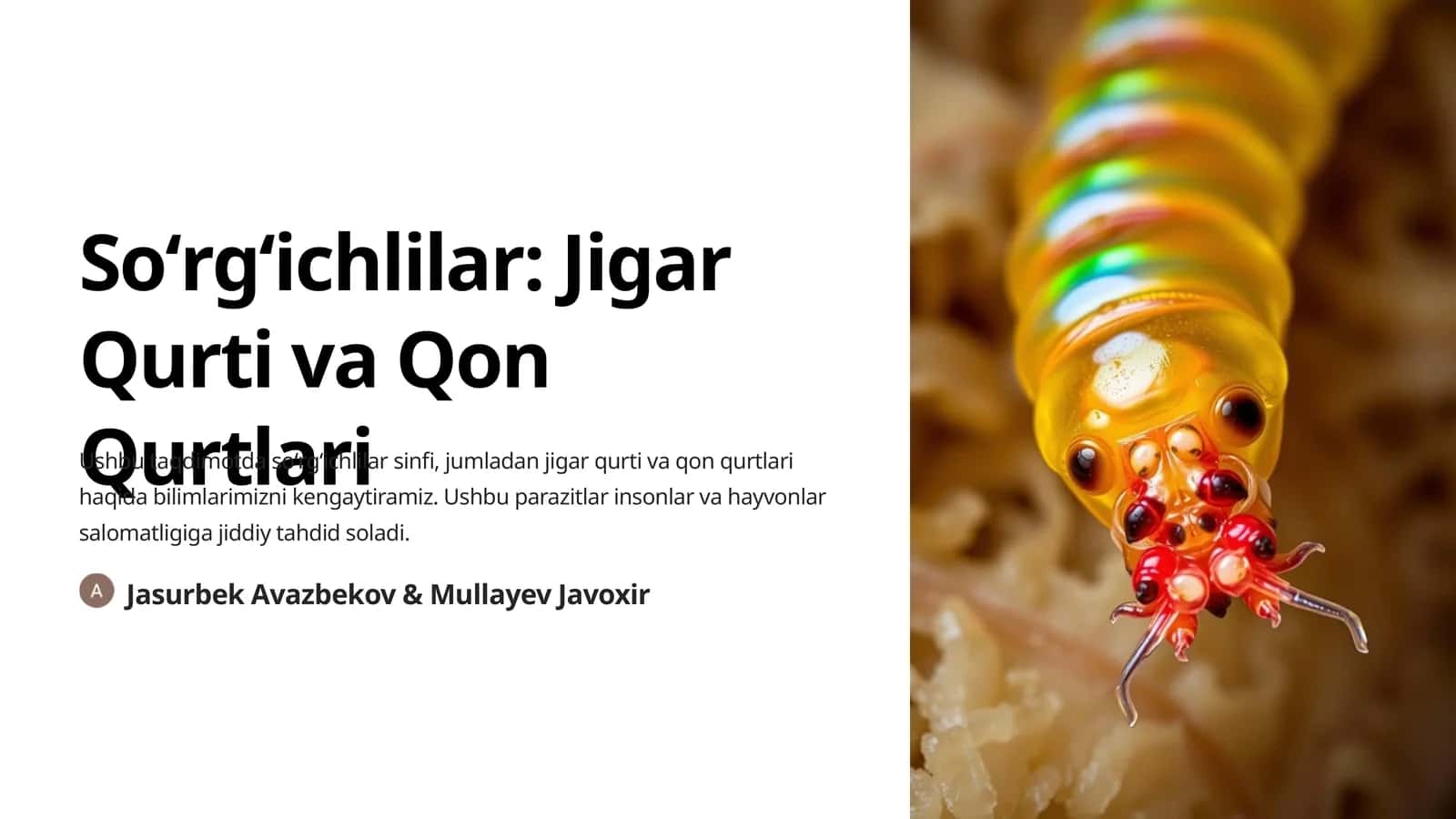 Soʻrgʻichlilar: Jigar Qurti va Qon Qurtlari 1