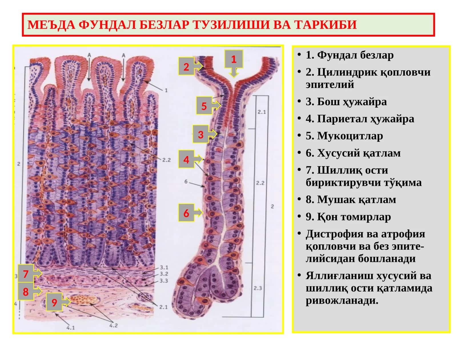 Ошкозон-ичак касалликлари 1