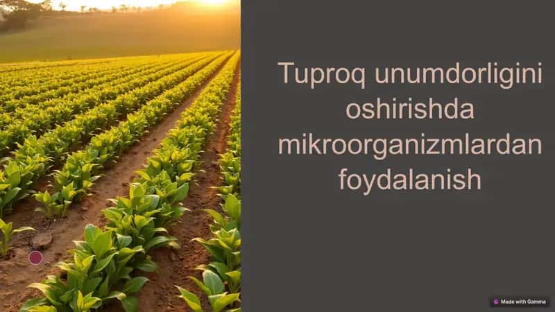 Tuproq unumdorligini oshirishda mikroorganizmlardan foydalanish 1
