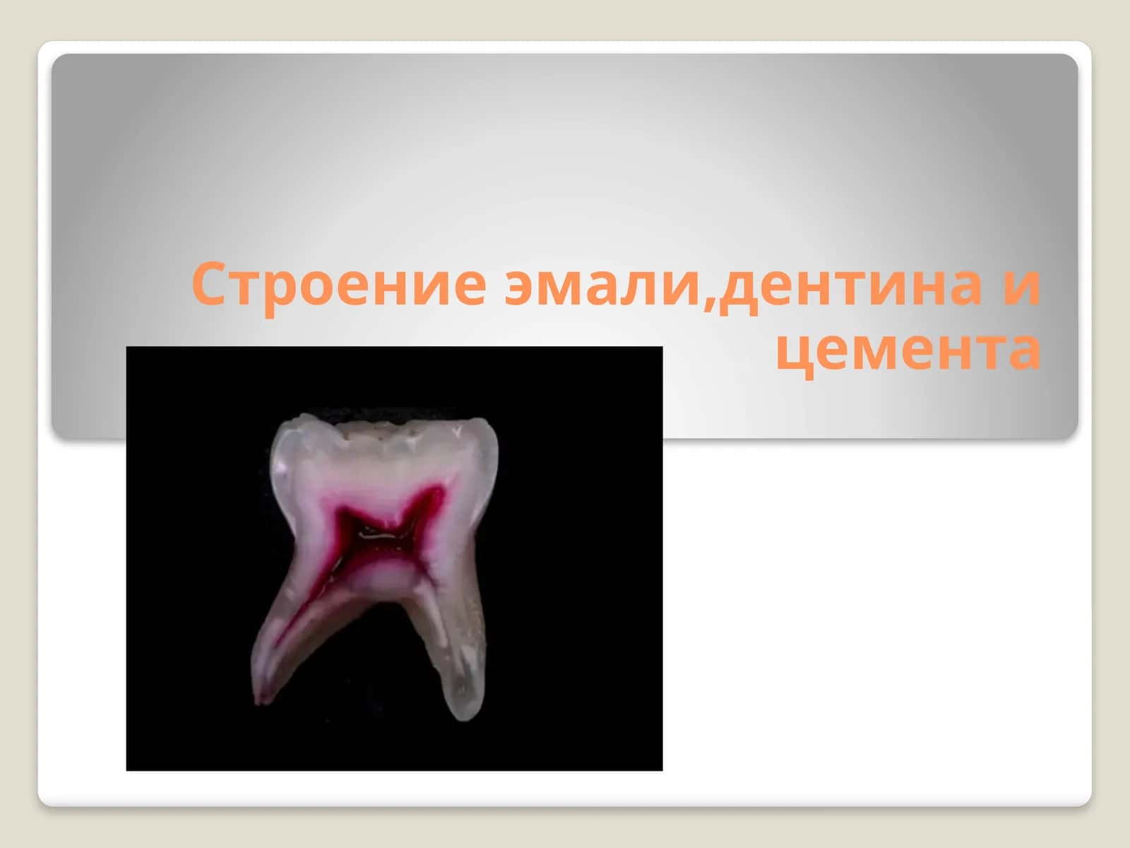 Эмаль зуба 1