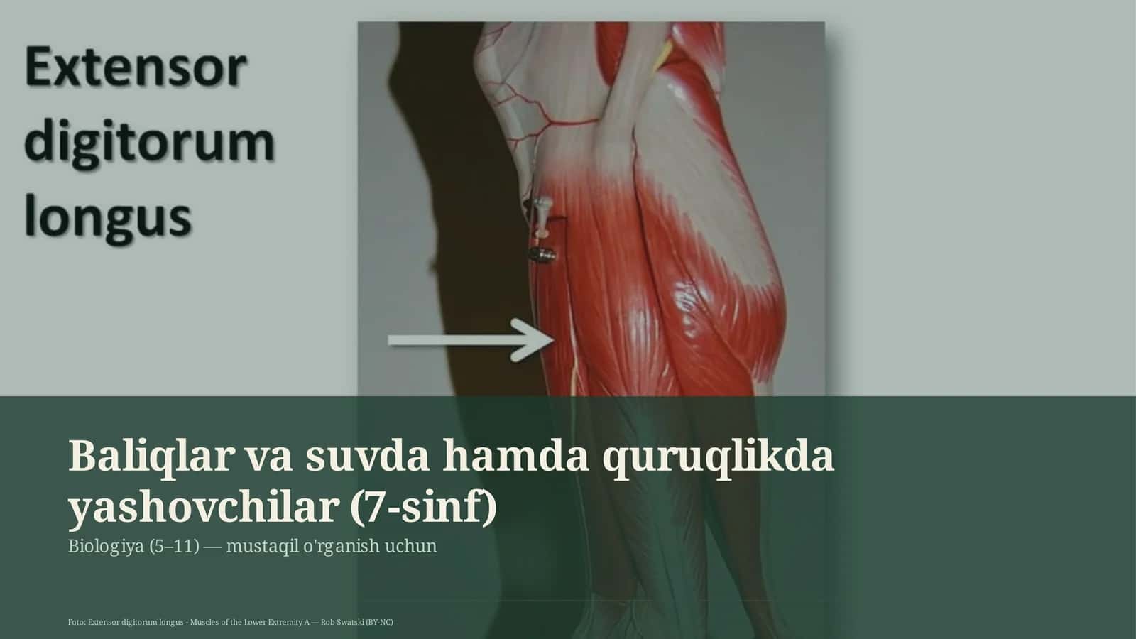Baliqlar va suvda hamda quruqlikda yashovchilar (7-sinf) 1