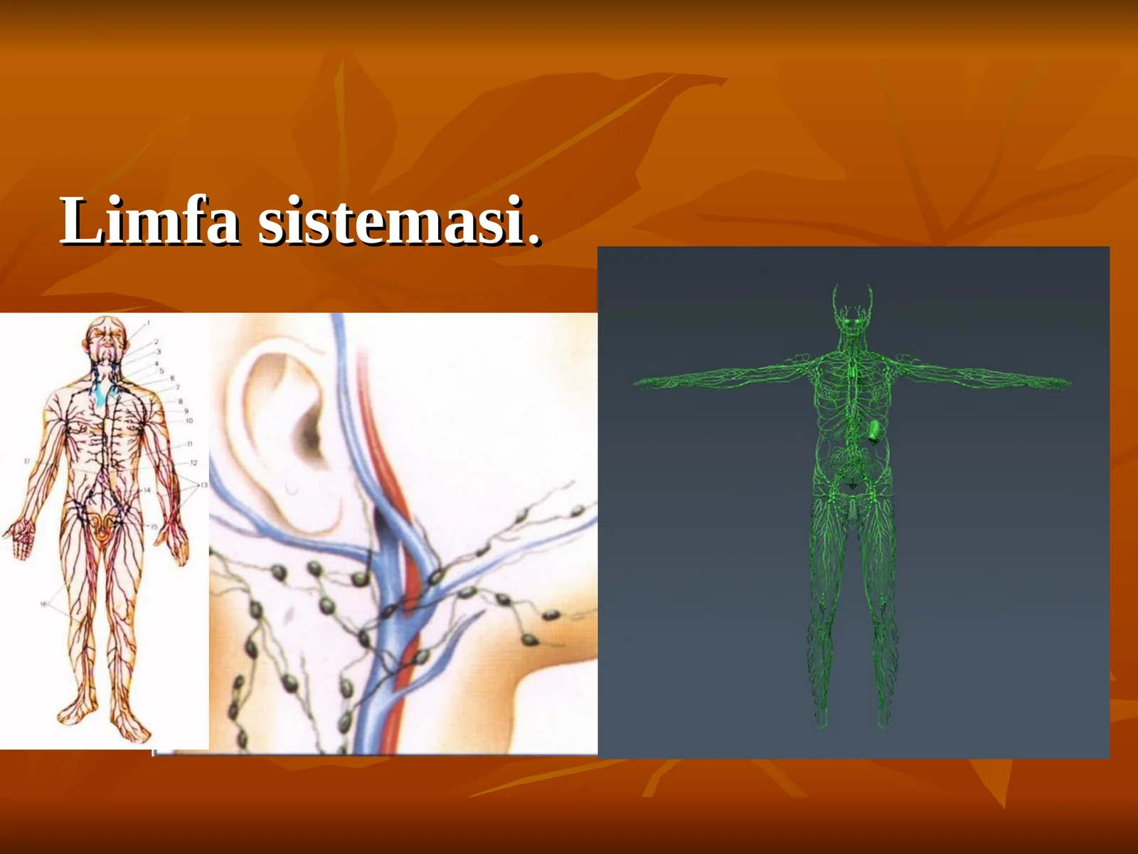 Limfa sistemasi 1