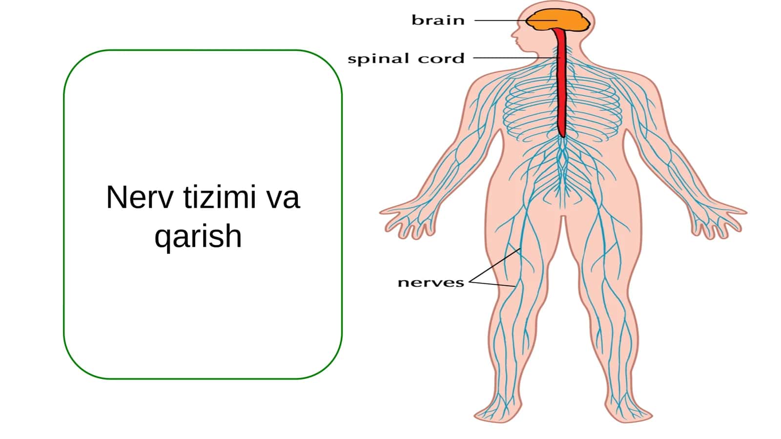 NERV TIZIMI VA QARISH 1