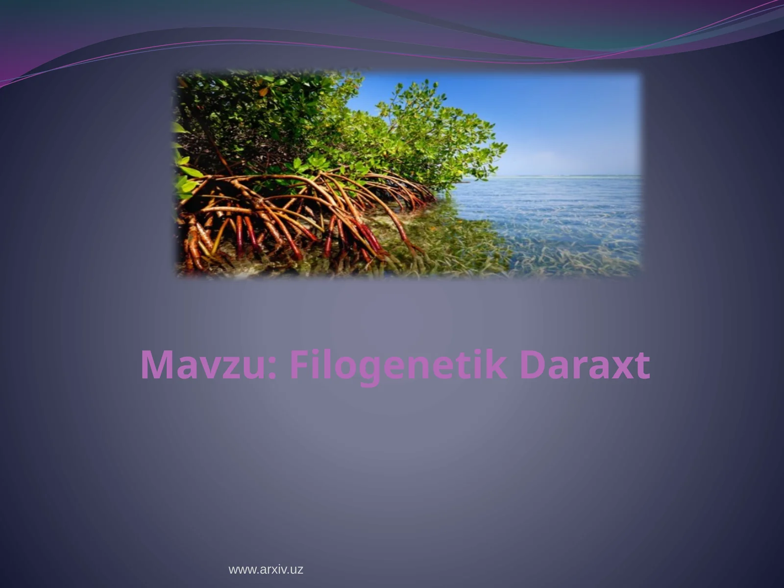 Filogenetik daraxt 1